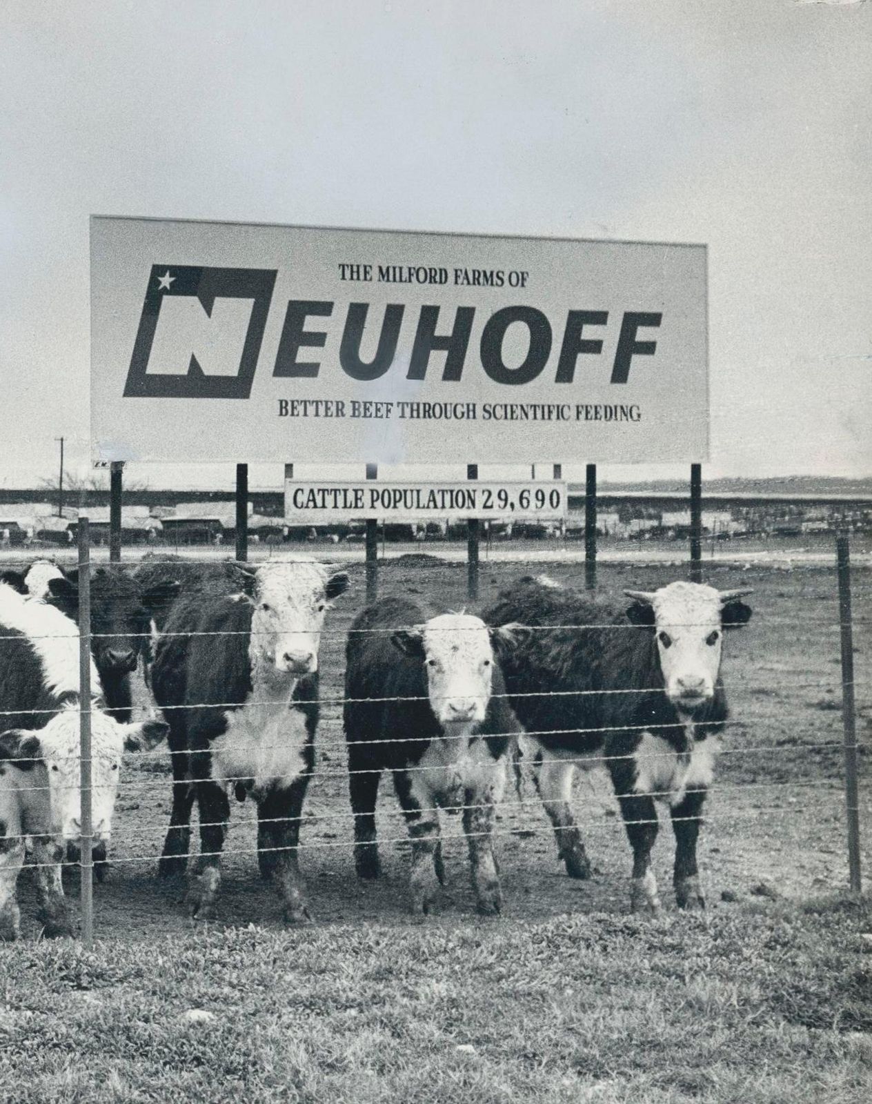 Cows, Black And White Photography photo furniture