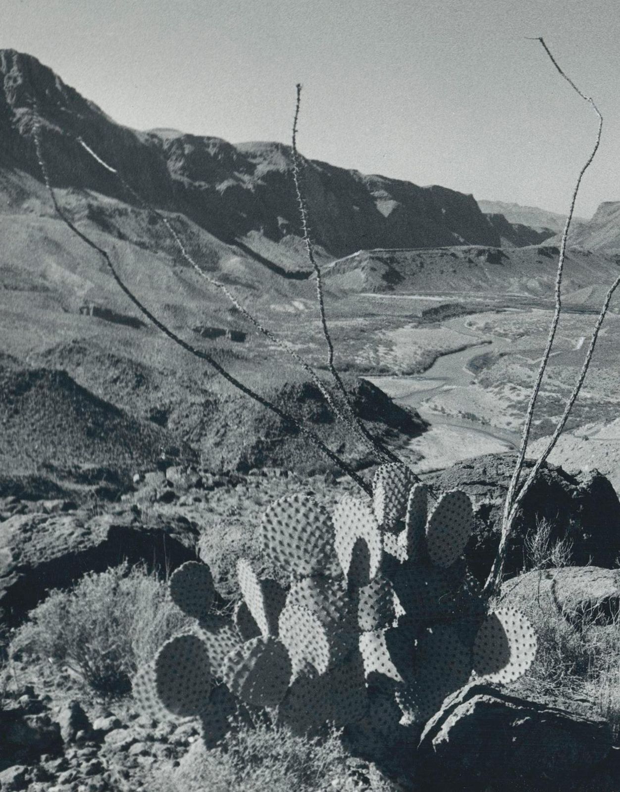 Cacti Landscape Rio Grande Black And White USA 1960s photo furniture