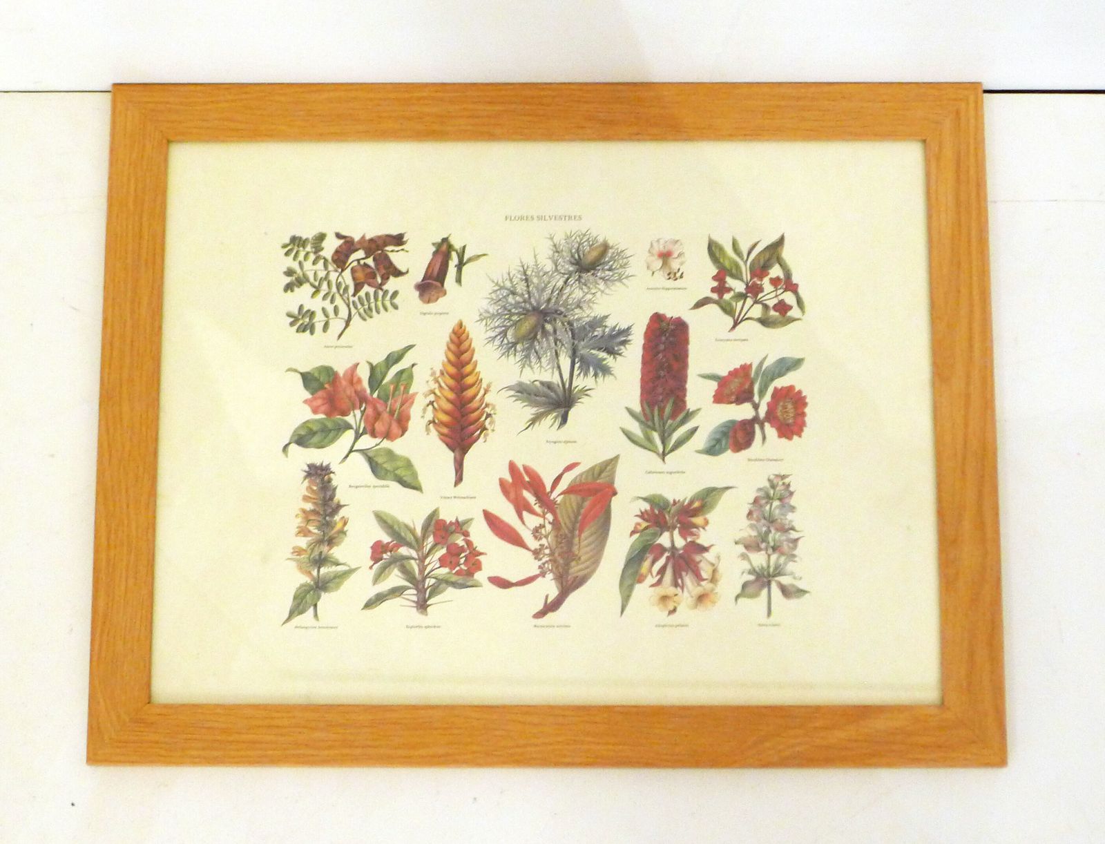 Botanical Board Wild Flowers Framed photo for sale