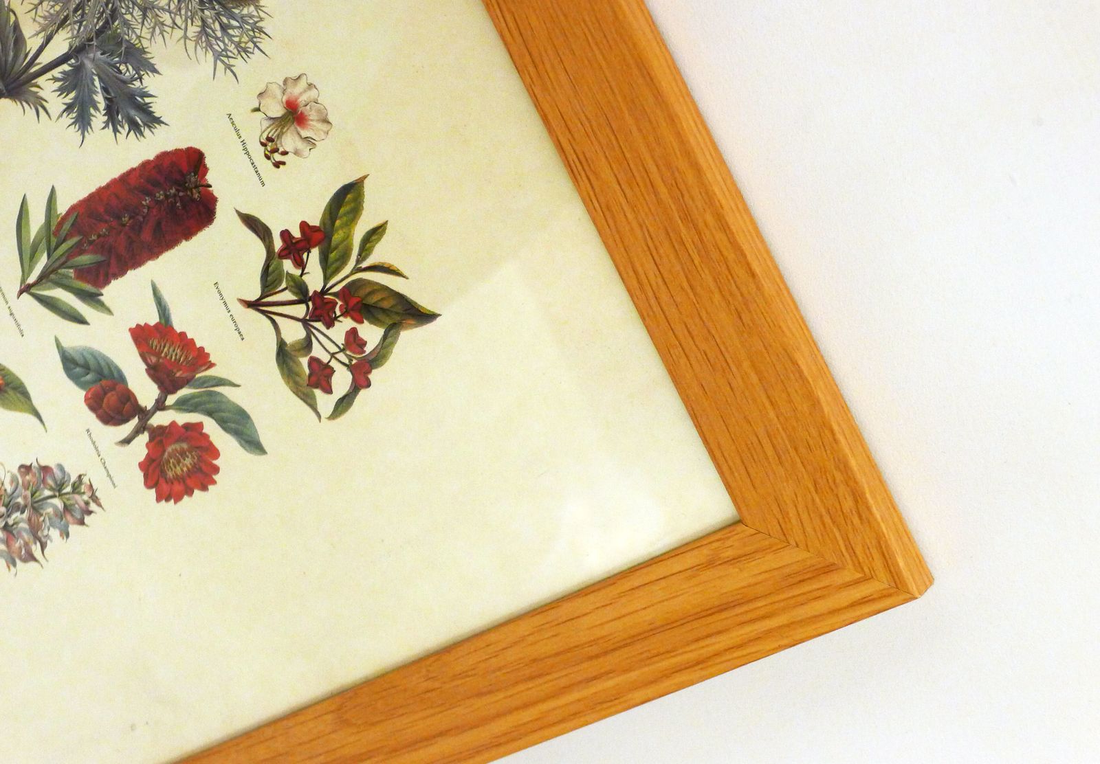 Botanical Board Wild Flowers Framed photo Art