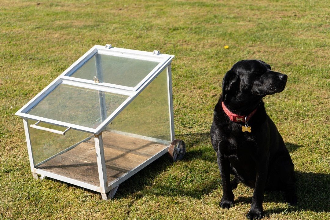Mini Vintage Greenhouse/Cloche On Wheels – White photo vinterior
