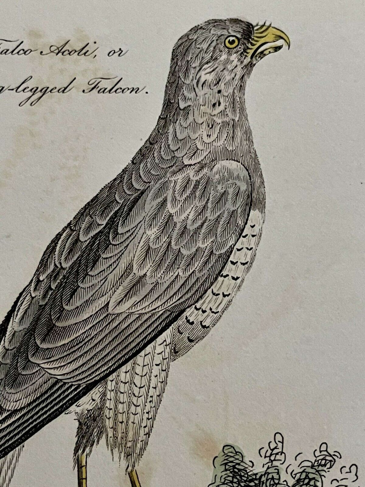 Antique Print Imperial Eagle & Long Legged Falcon G Kearsley 1810 photo furniture