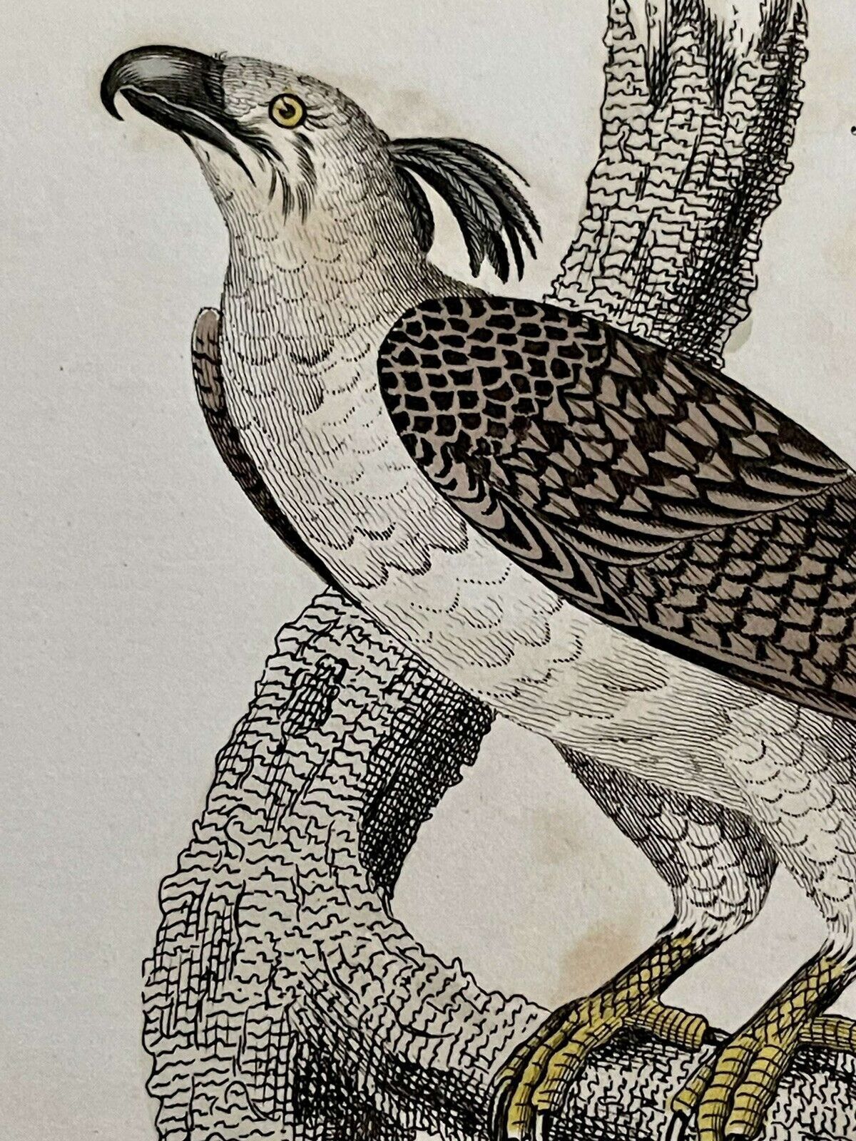 Antique Print Imperial Eagle & Long Legged Falcon G Kearsley 1810 photo for sale