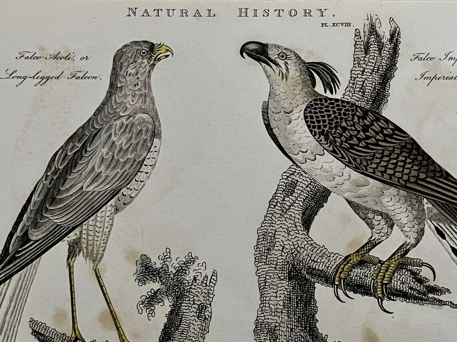 Antique Print Imperial Eagle & Long Legged Falcon G Kearsley 1810 photo 50.0