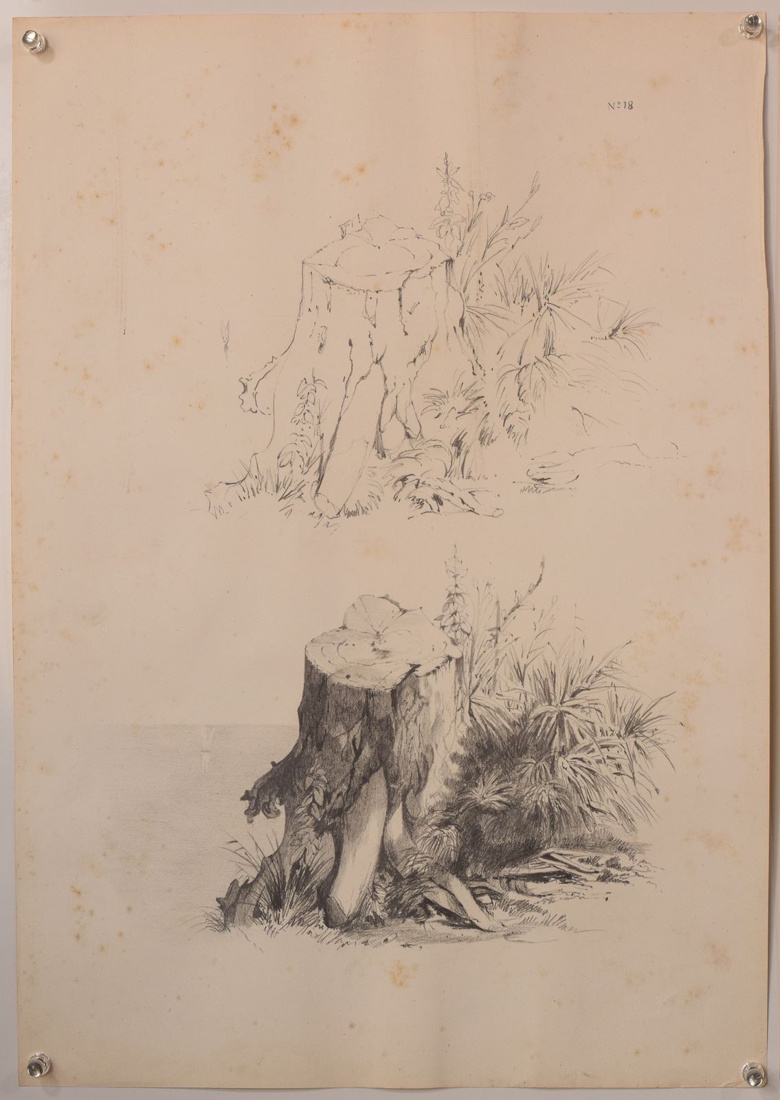 Set Of 11 Pencil Studies Of Nature photo for sale