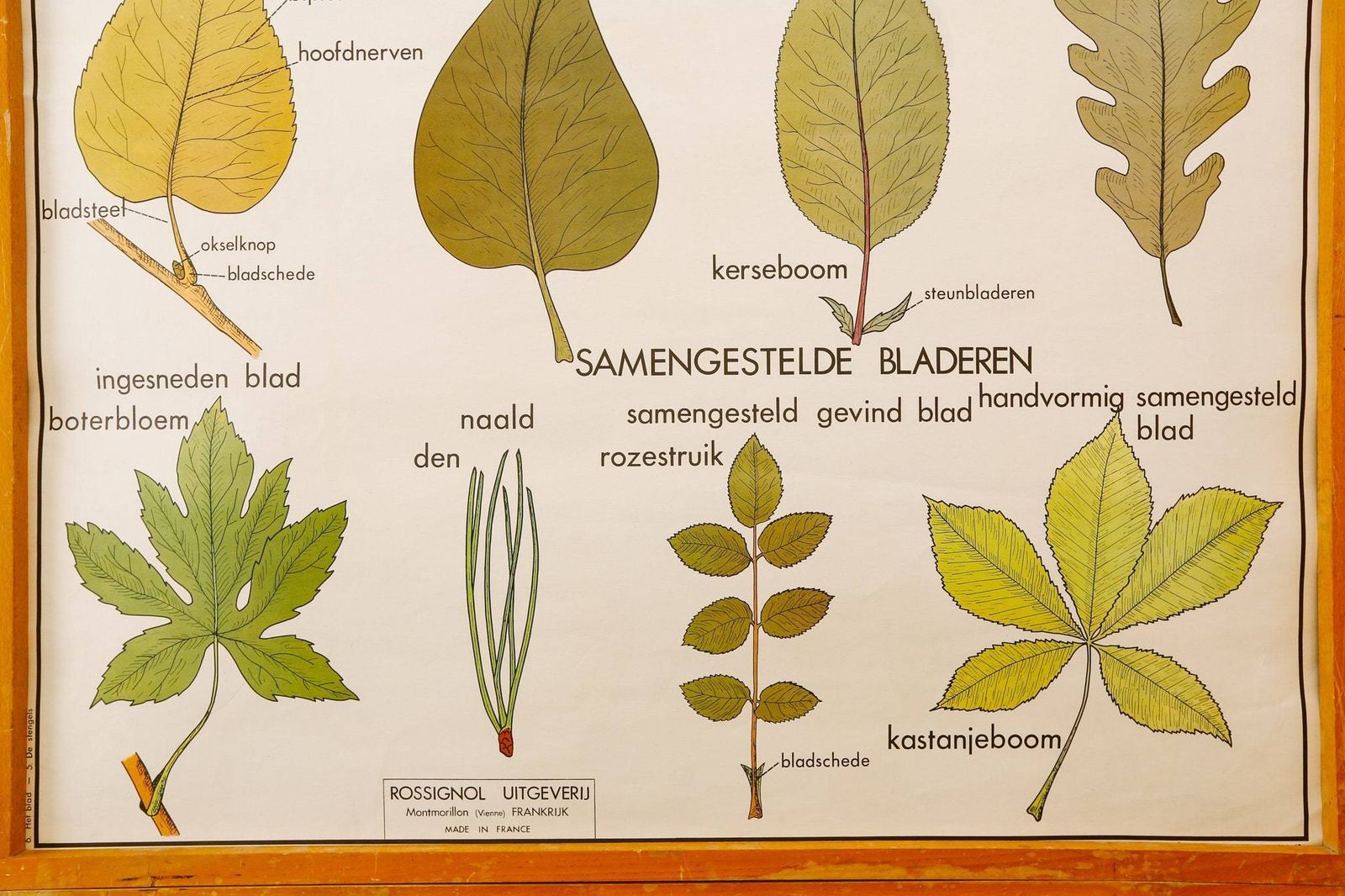 Original Double Sided Botanical Vintage Mid Century Flemish School Wall Chart Leaves The Plant Stem Botany Beautiful Rare Rossingnol photo for sale