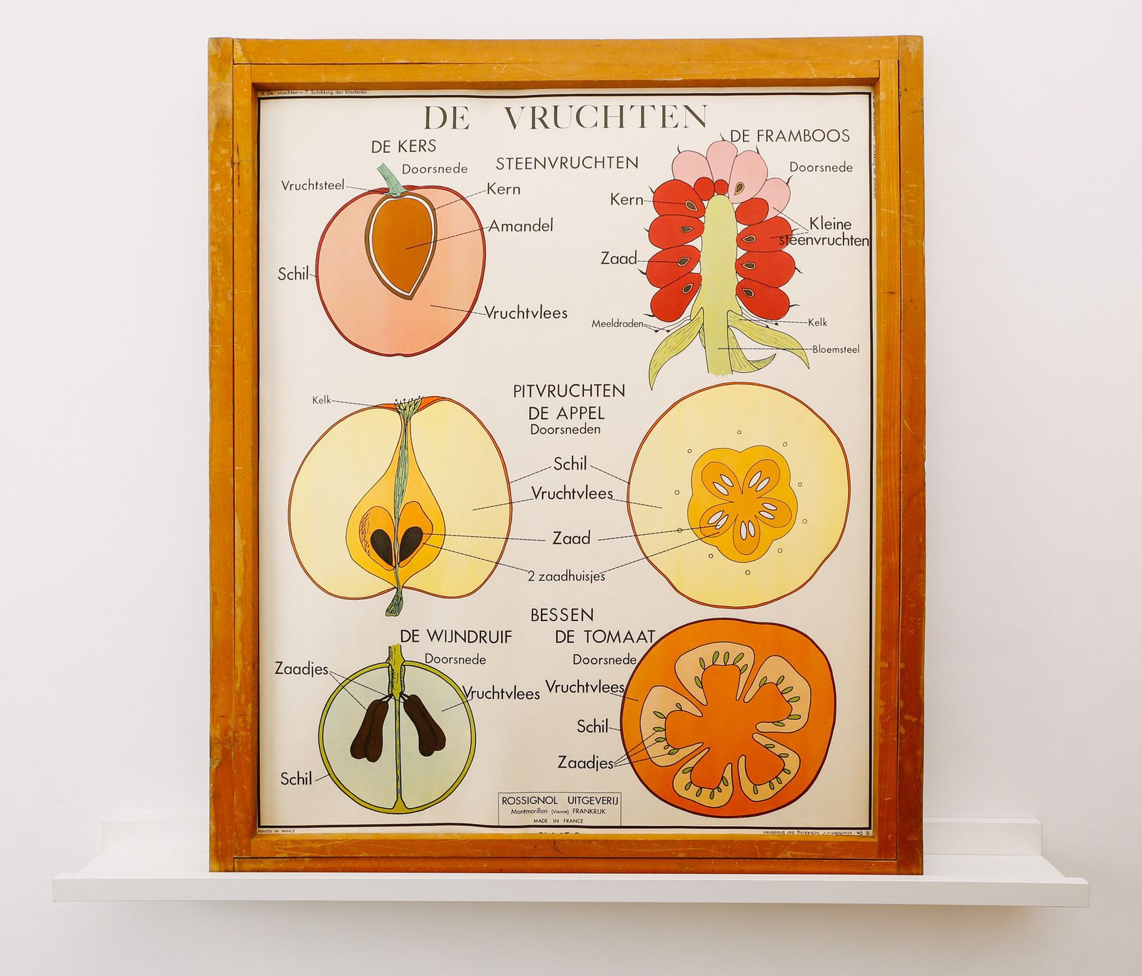 Original Double Sided Botanical Vintage Mid Century Flemish School Wall Chart Fruit Leaves Botany Beautiful Rare Rossingnol
