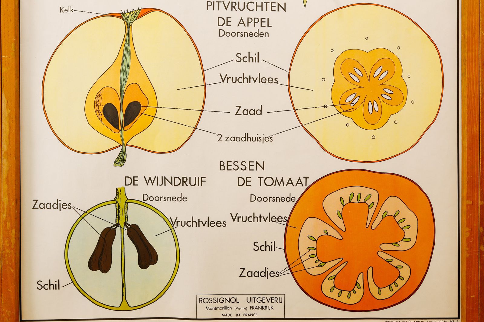 Original Double Sided Botanical Vintage Mid Century Flemish School Wall Chart Fruit Leaves Botany Beautiful Rare Rossingnol photo furniture