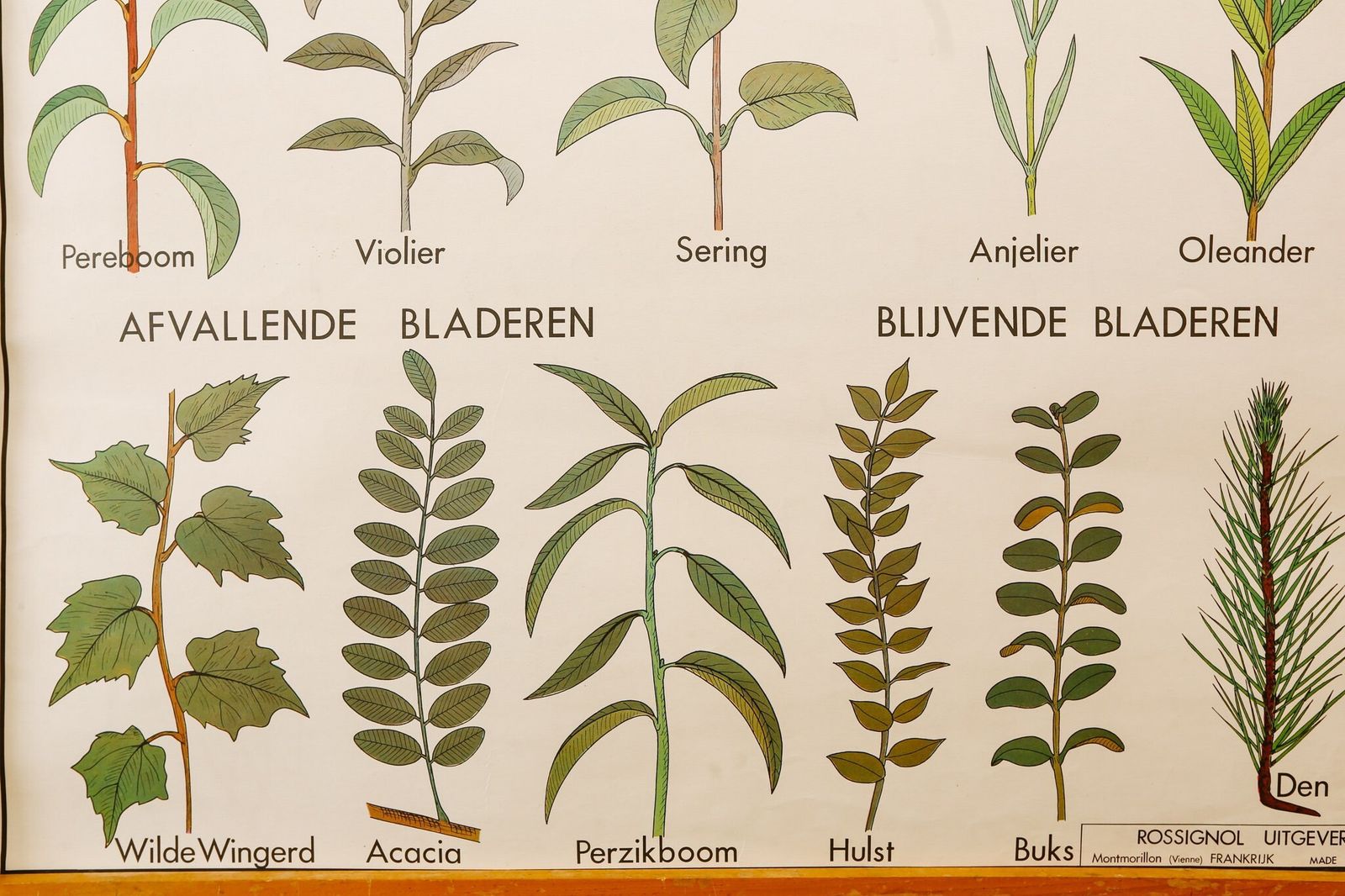 Original Double Sided Botanical Vintage Mid Century Flemish School Wall Chart Fruit Leaves Botany Beautiful Rare Rossingnol photo vinterior