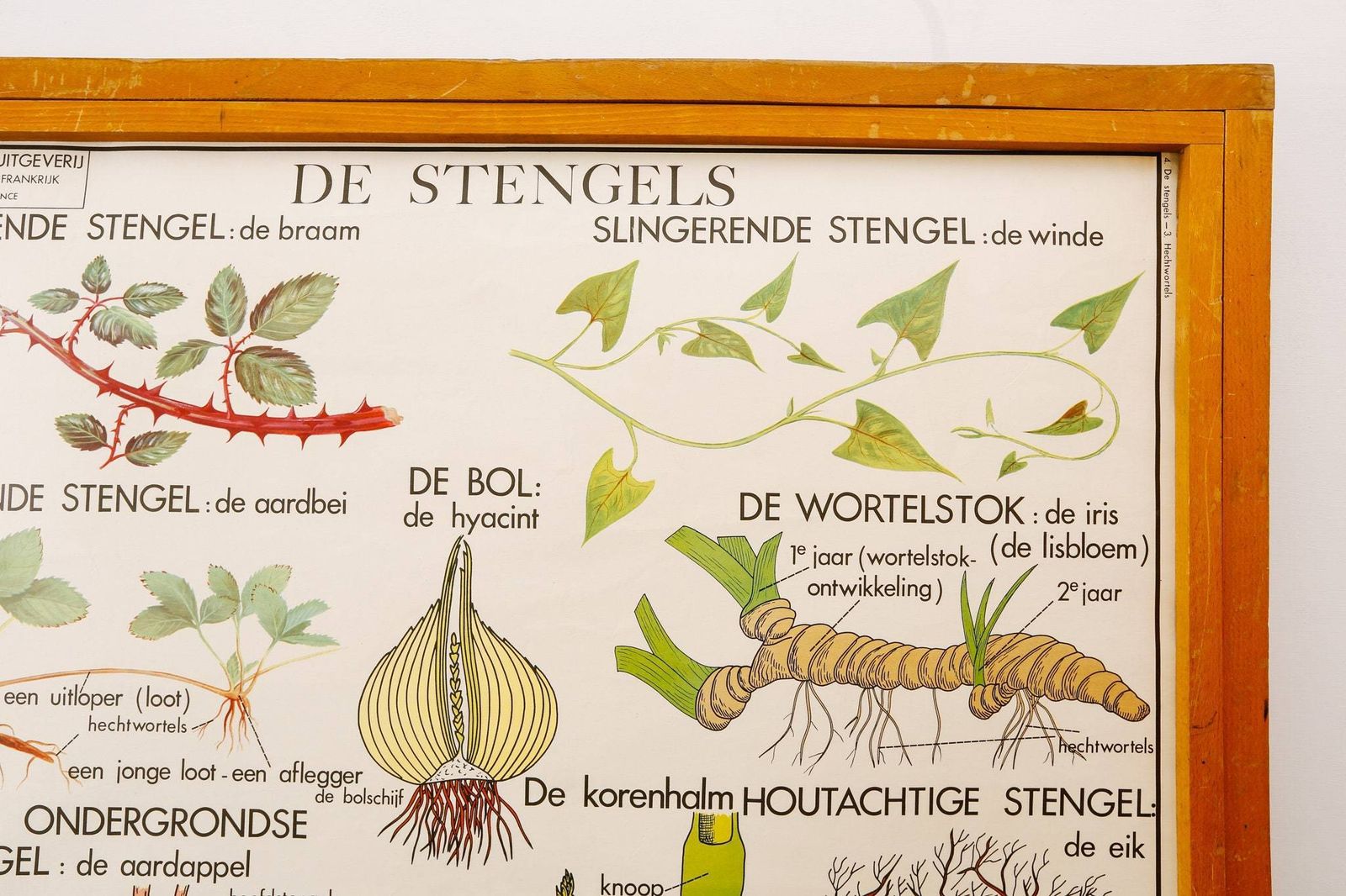 Original Double Sided Botanical Vintage Mid Century Flemish School Wall Chart Plant Stems Roots Botany Beautiful Rare Rossingnol photo for sale