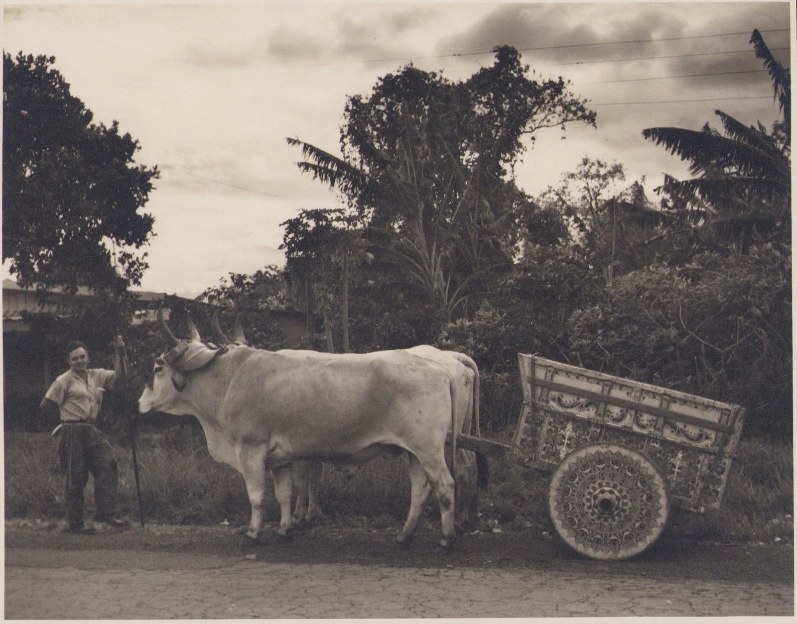Hanna Seidel Costa Rica, Framer, Cow, Black And White Photography, 1960s,