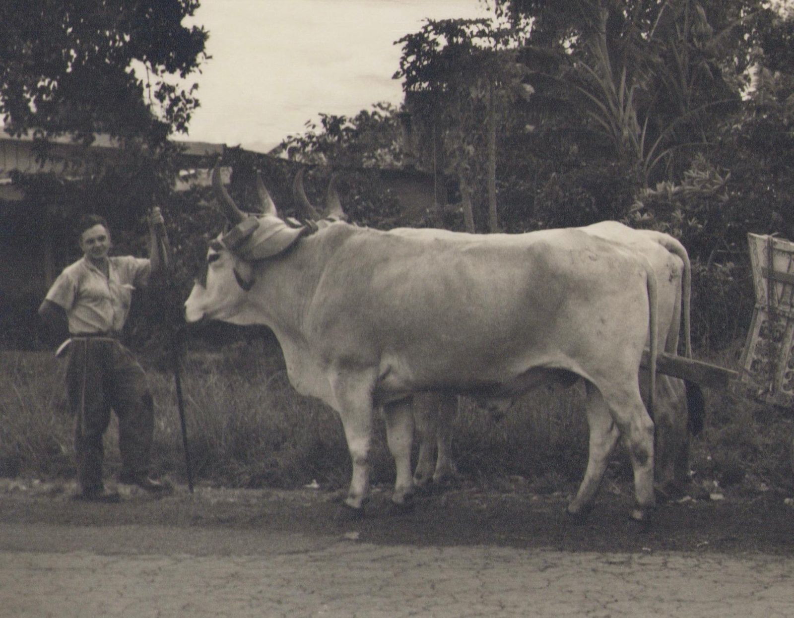 Hanna Seidel Costa Rica, Framer, Cow, Black And White Photography, 1960s, photo furniture