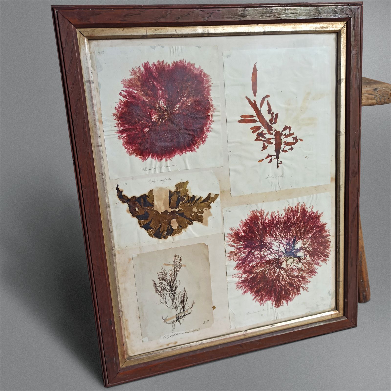 Amazing Sea Herbarium   Collection Of Pressed Coastal Seaweeds In Original Frame photo furniture