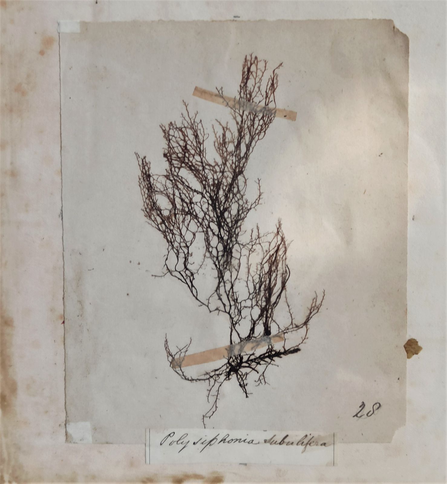 Amazing Sea Herbarium   Collection Of Pressed Coastal Seaweeds In Original Frame photo vinterior
