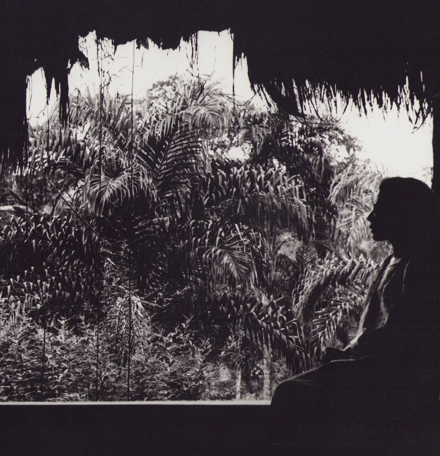 Hanna Seidel Ecuador, Nature, Jungle, Black And White Photography, 1960s, photo furniture