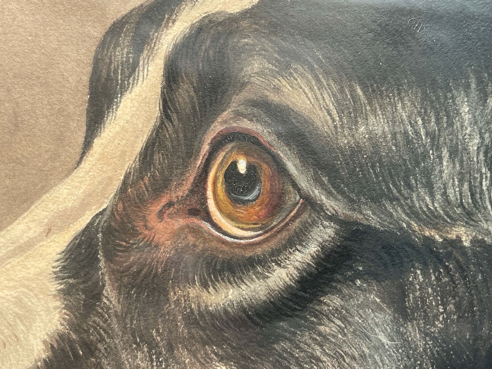 Rare Early Antique Watercolour Of Dog By Sought After/Collected French Artist Paul Allier Paris 1883   1953 photo Art
