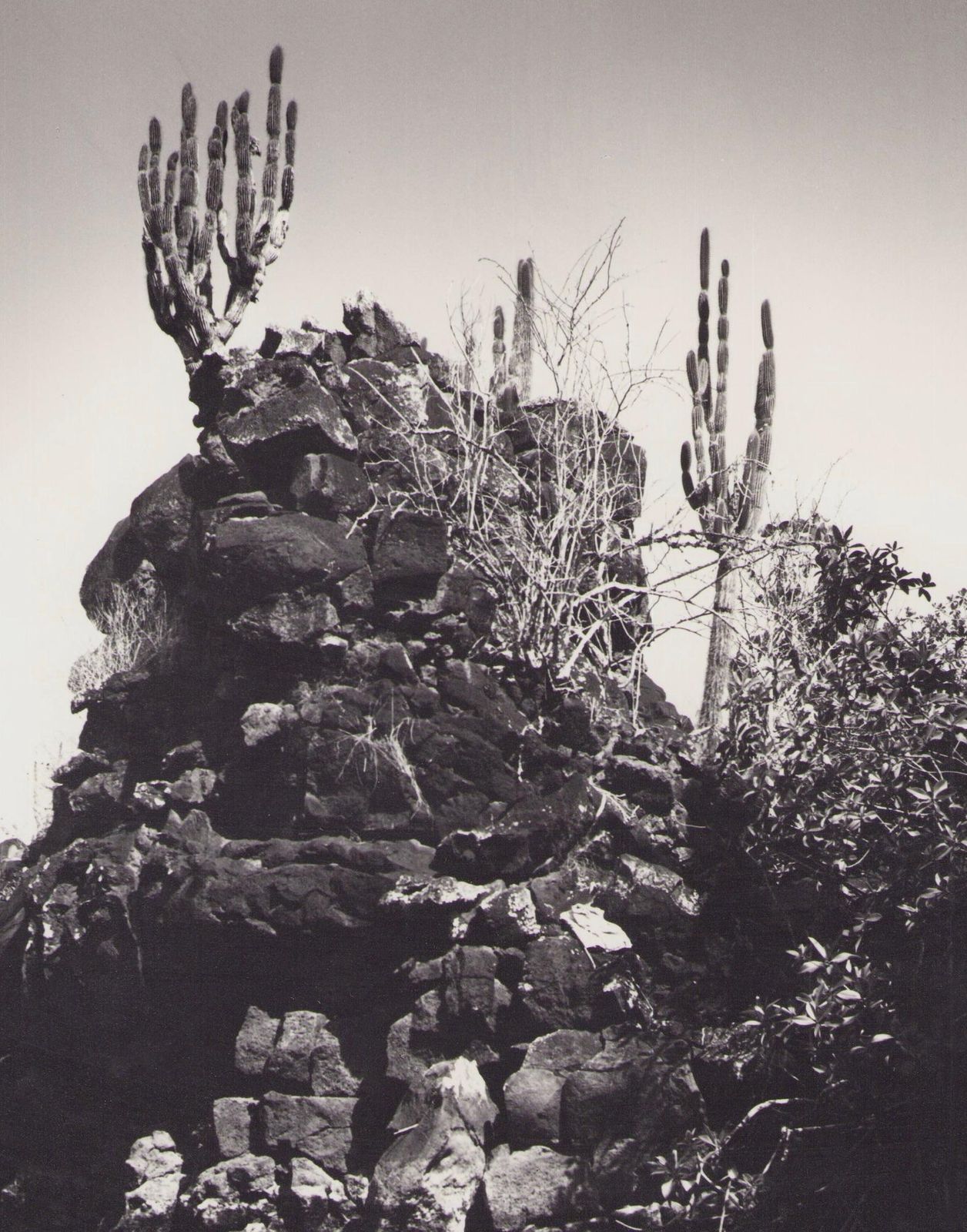 Hanna Seidel Galápagos, Coast, Black And White Photography, 1960s photo furniture