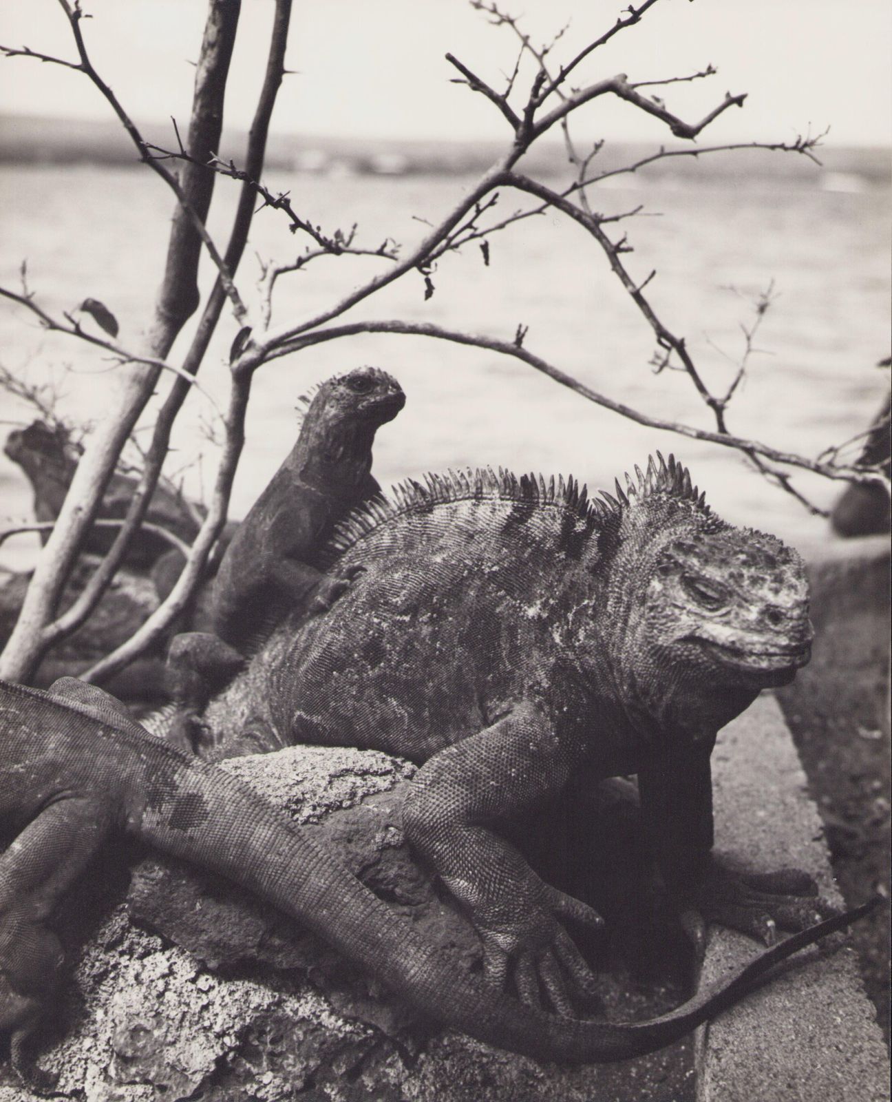 Hanna Seidel Galápagos, Iguana, Black And White Photography, 1960s