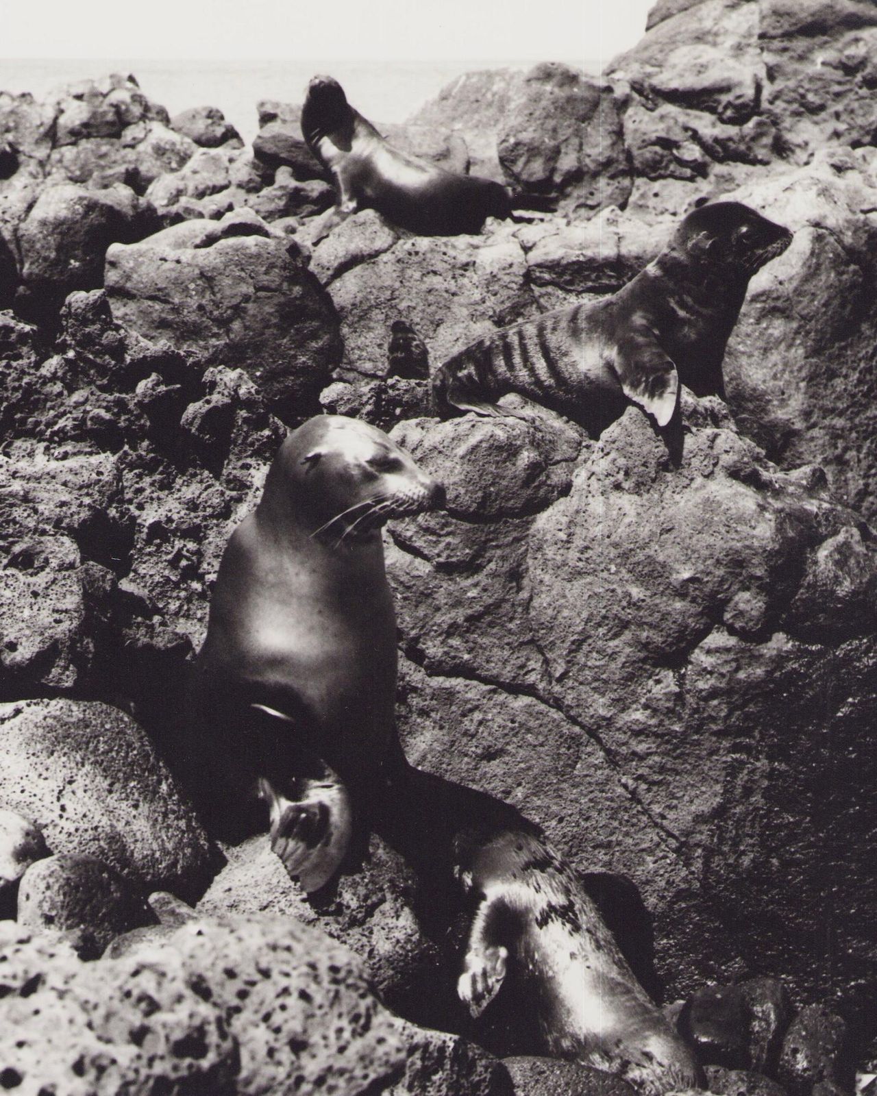 Hanna Seidel Galápagos, Seals, Black And White Photography, 1960s photo furniture