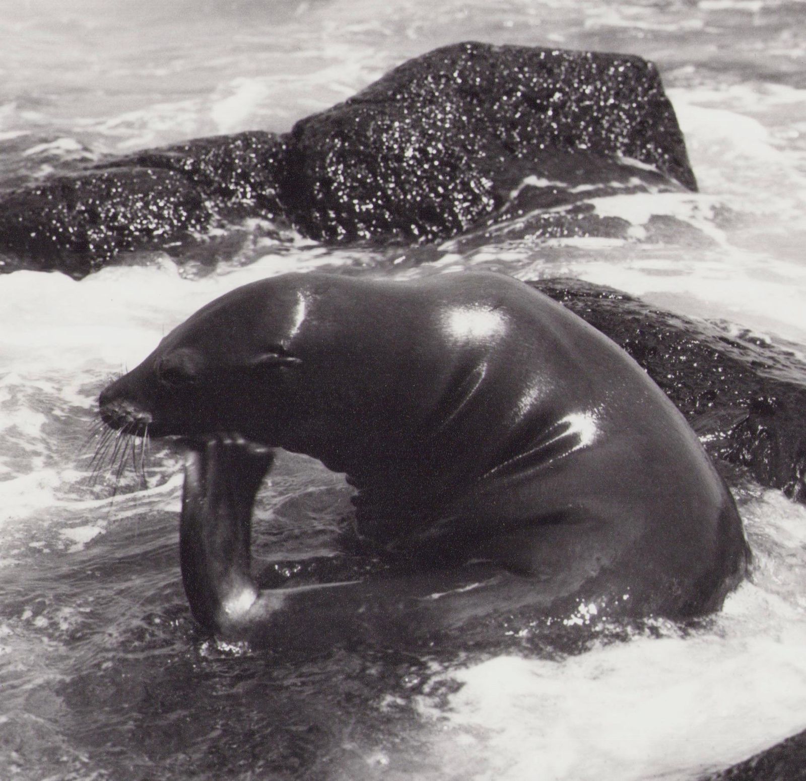 Hanna Seidel Galápagos, Seal, Black And White Photography, 1960s photo furniture