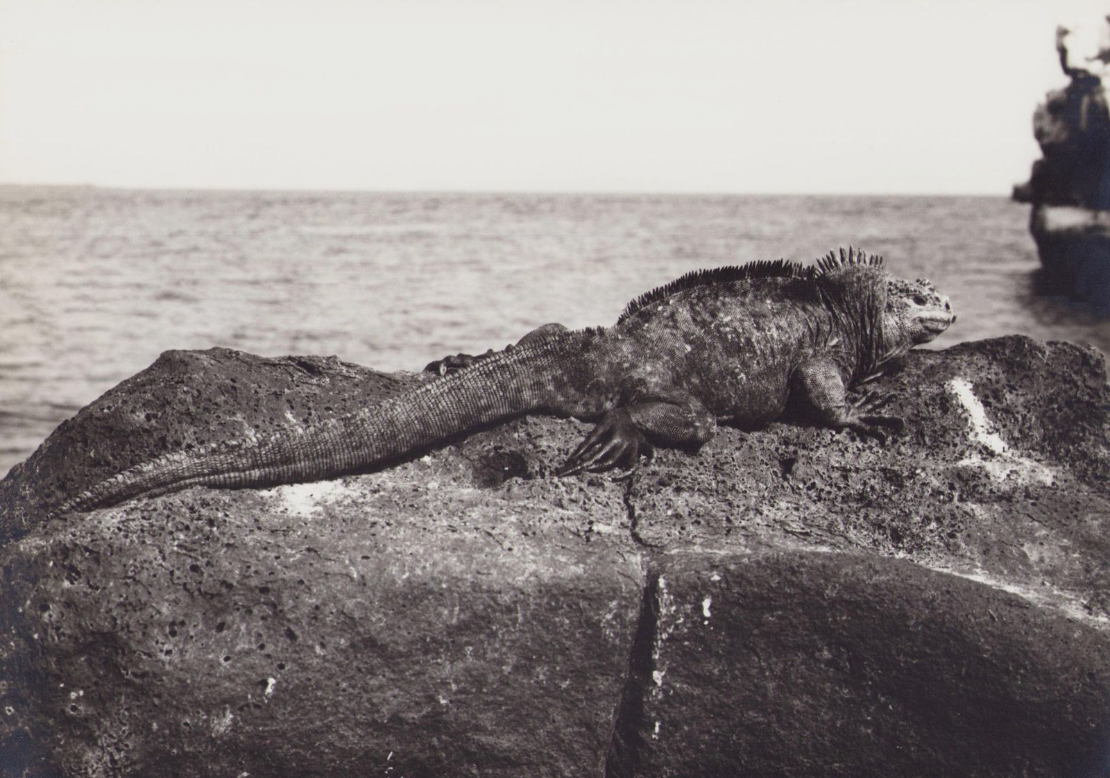 Hanna Seidel Galápagos, Iguana, Black And White Photography, 1960s