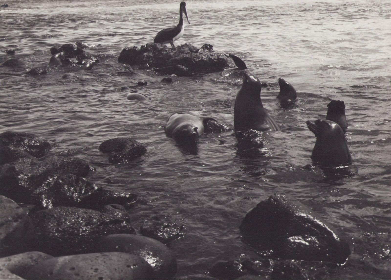 Hanna Seidel Galápagos, Seals, Black And White Photography, 1960s