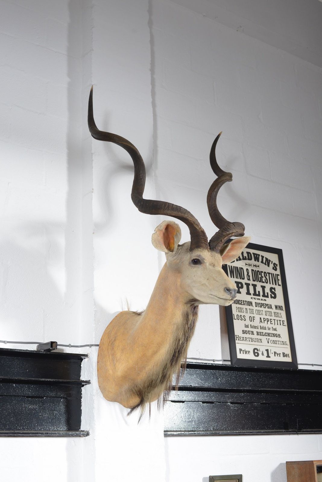 A Taxidermy Greater Kudu Head   C.1990 photo for sale