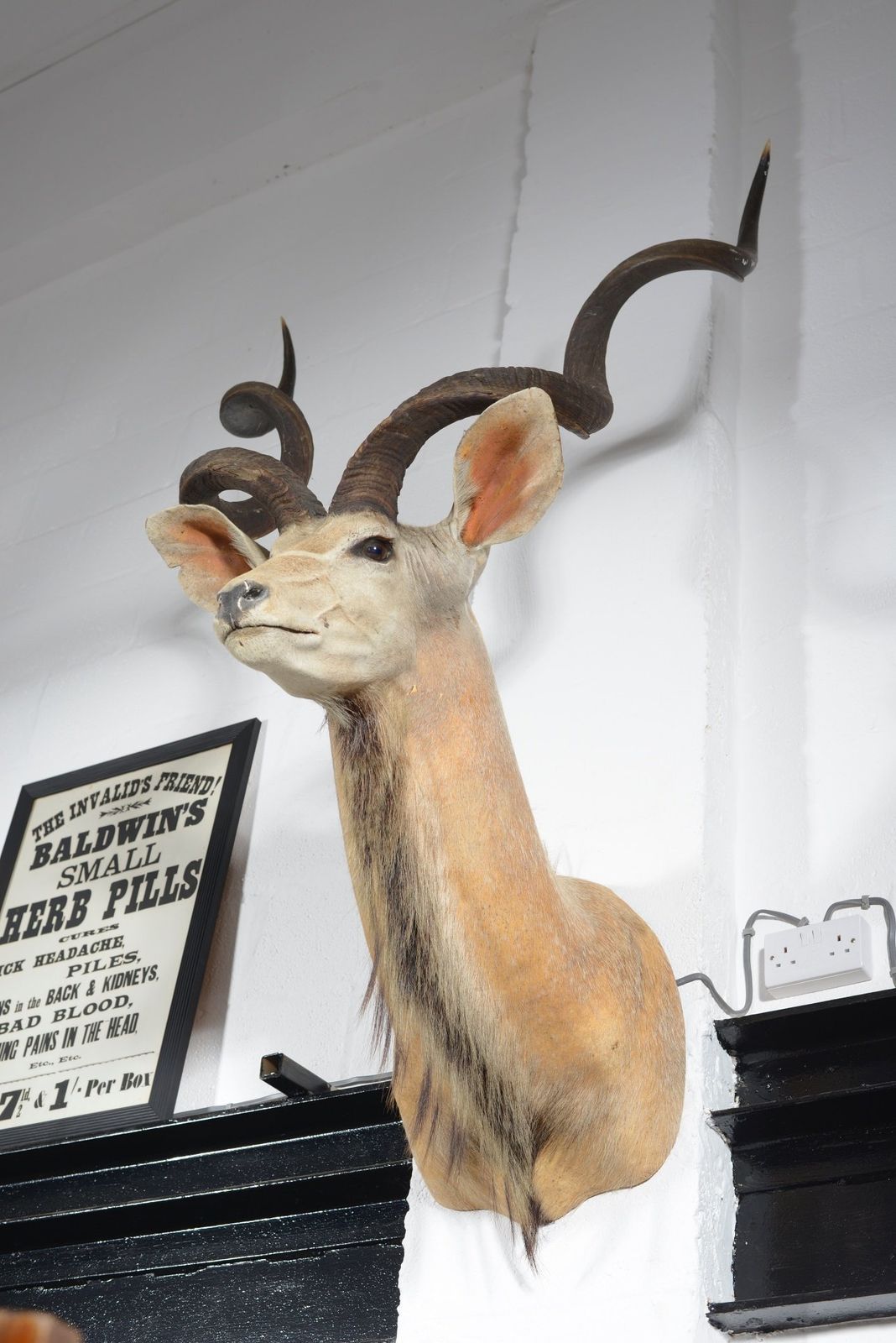 A Taxidermy Greater Kudu Head   C.1990 photo buy