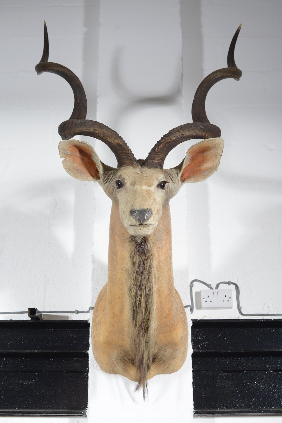 A Taxidermy Greater Kudu Head   C.1990 photo vintage