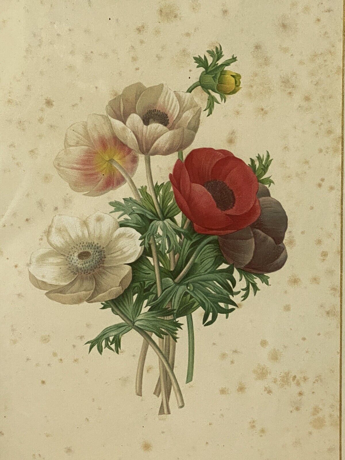 Pierre Joseph Redoutè Tulip Posey Original Vintage Lithograph Mounted & Framed photo Art