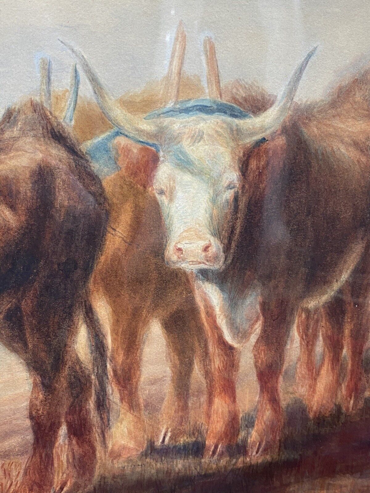 19th Century Scottish School Watercolour Of Highland Oxen With Plough Signed photo Art