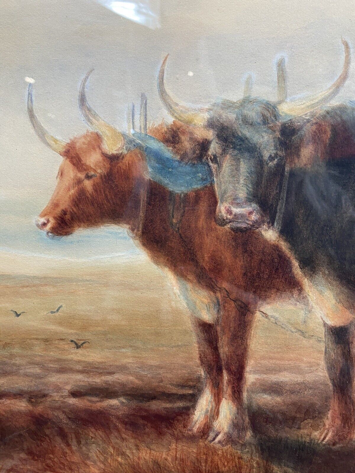 19th Century Scottish School Watercolour Of Highland Oxen With Plough Signed photo 1450.0