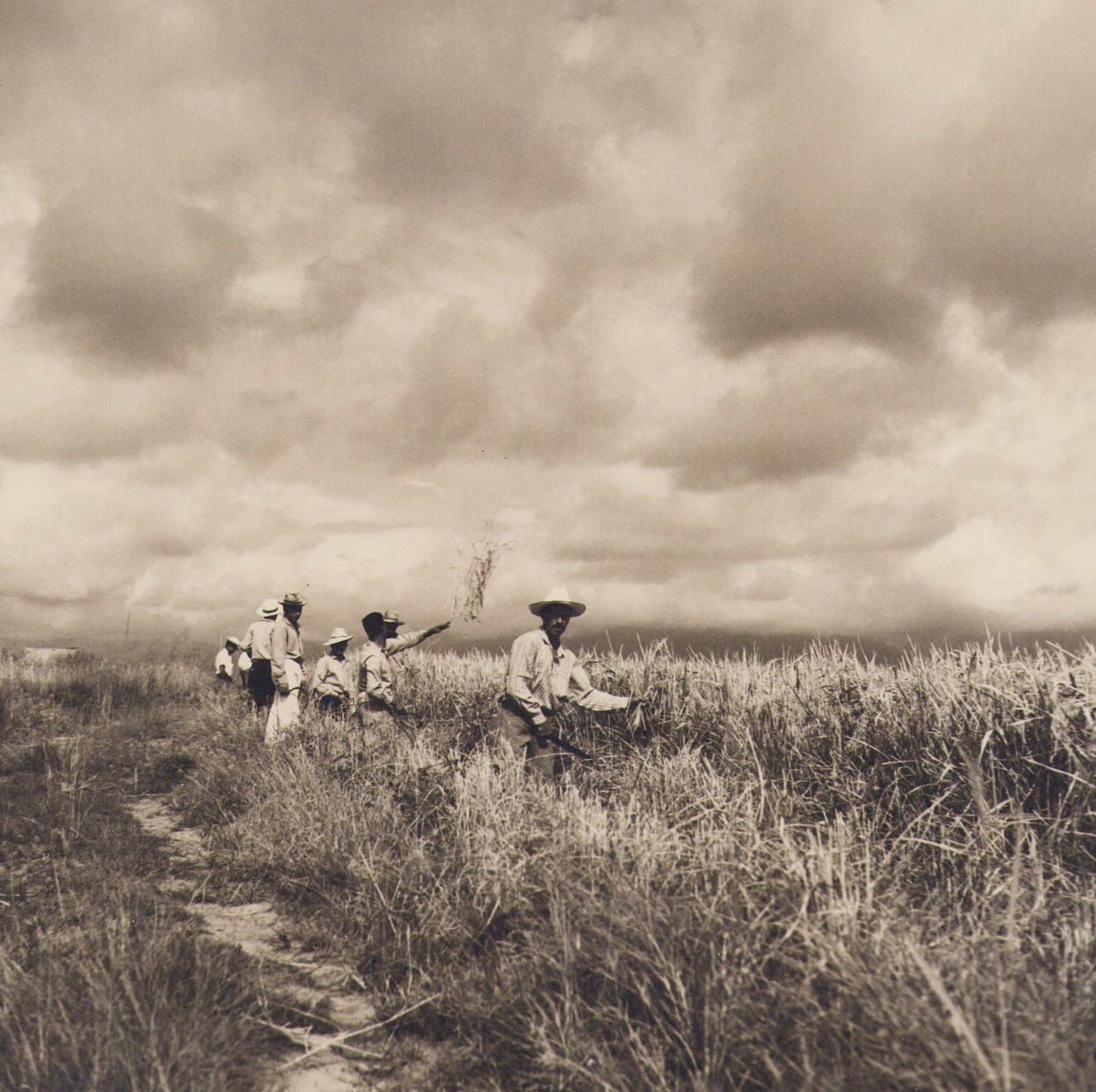 Hanna Seidel Colombia, Rice, Harvest, Black And White Photograph, 1960s.