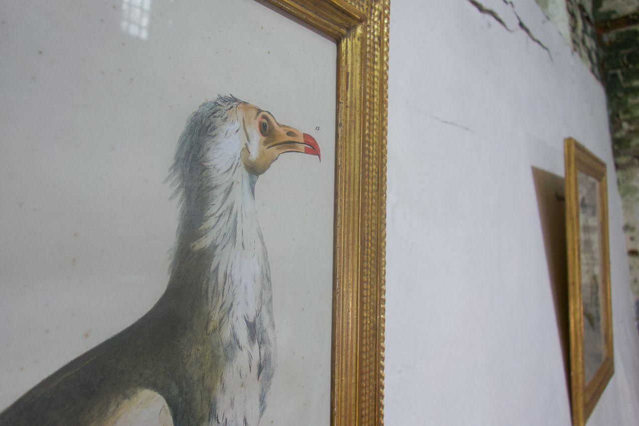 photo furniture Four 19th Century Lithographs 'The Naturalist Atlas'