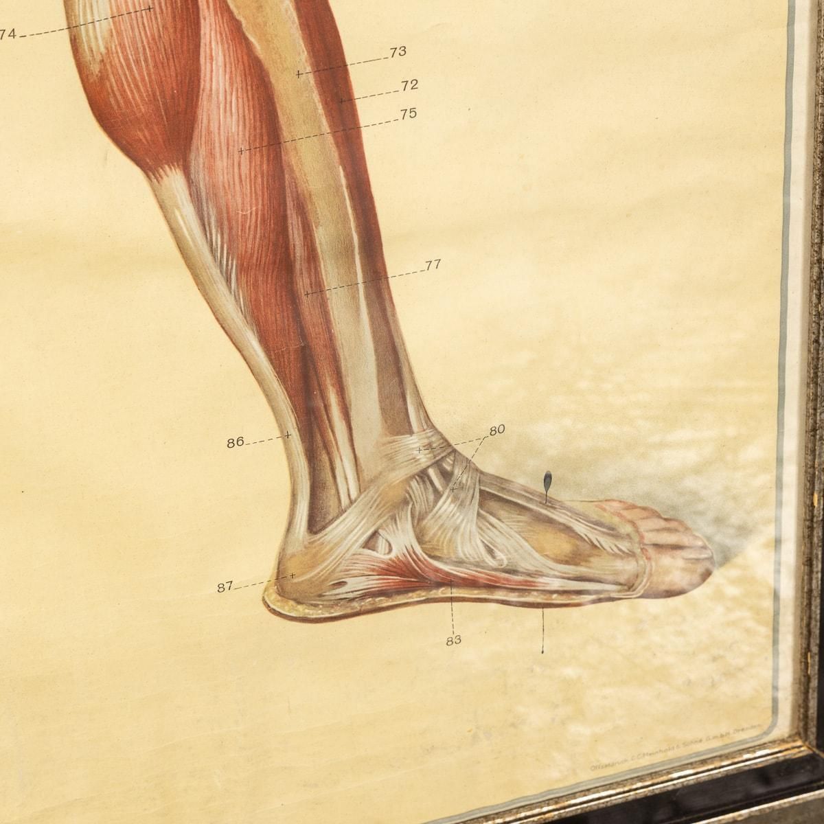 Pair Of Anatomical Human Muscular Structure Charts By Tanck & Wagelin photo vinterior