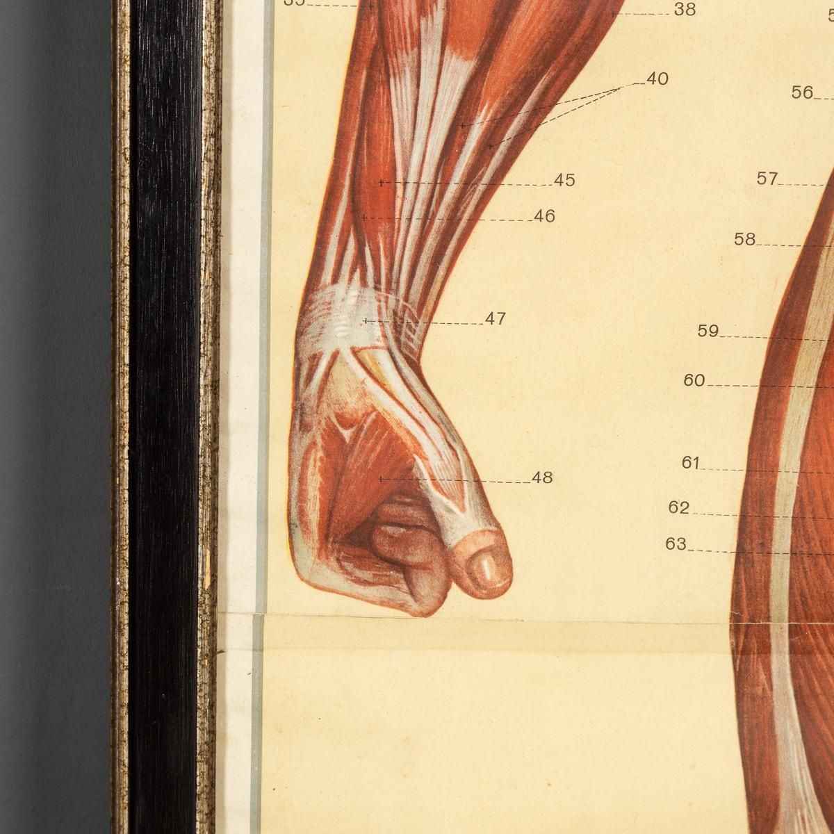 photo furniture Pair Of Anatomical Human Muscular Structure Charts By Tanck & Wagelin