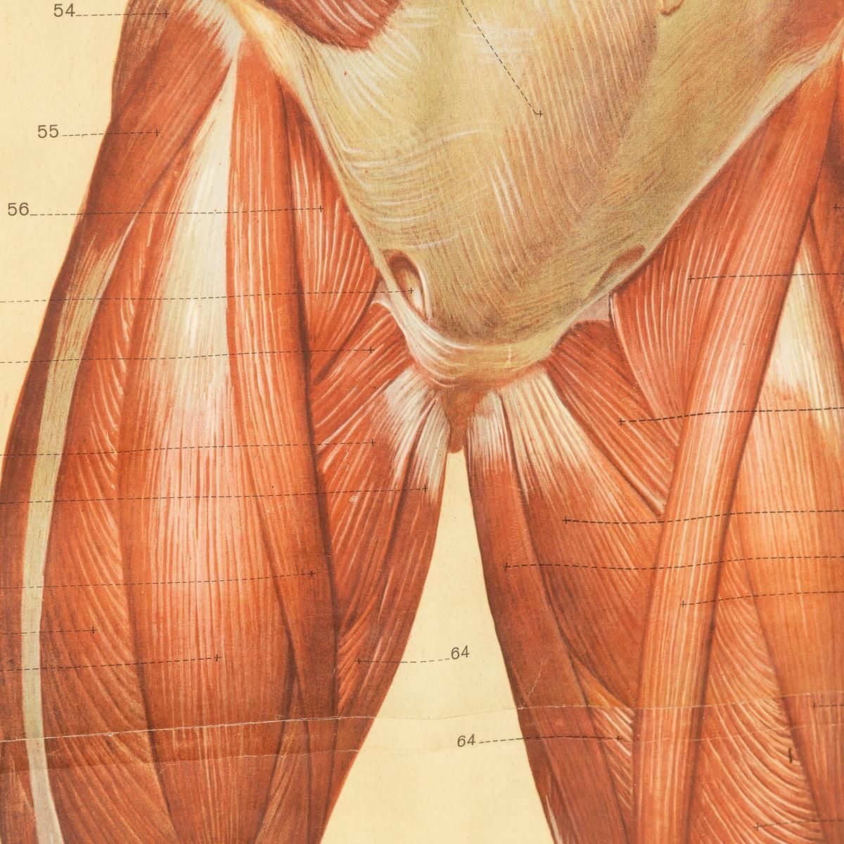 photo for sale Pair Of Anatomical Human Muscular Structure Charts By Tanck & Wagelin