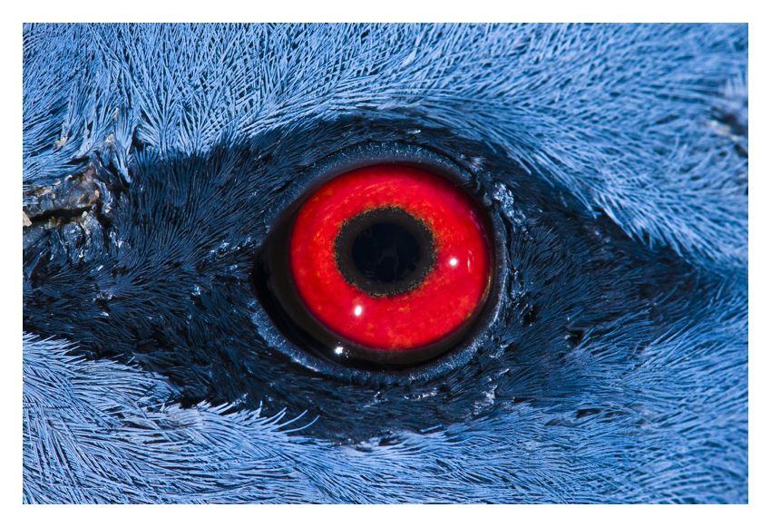 Red Pigeon Eye 20x30" Archival Pigment Print