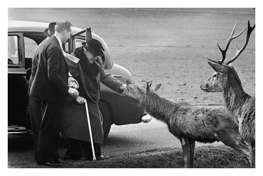 Churchill In Richmond Park 30x40" Silver Gelatin Fibre Print