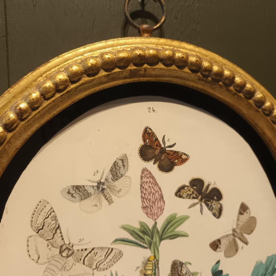 A Set Of Oval Framed Butterfly Prints photo Art