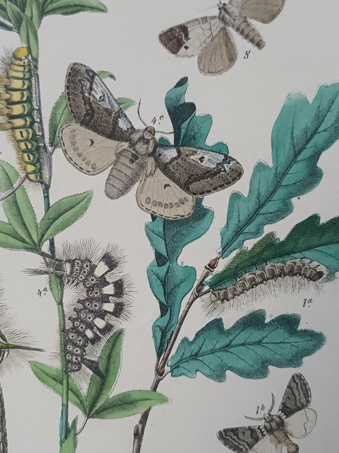 photo buy A Set Of Oval Framed Butterfly Prints