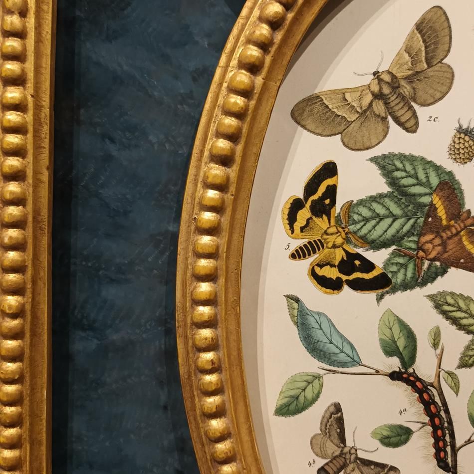 A Pair Of Framed 19th Century Butterfly Prints photo vinterior
