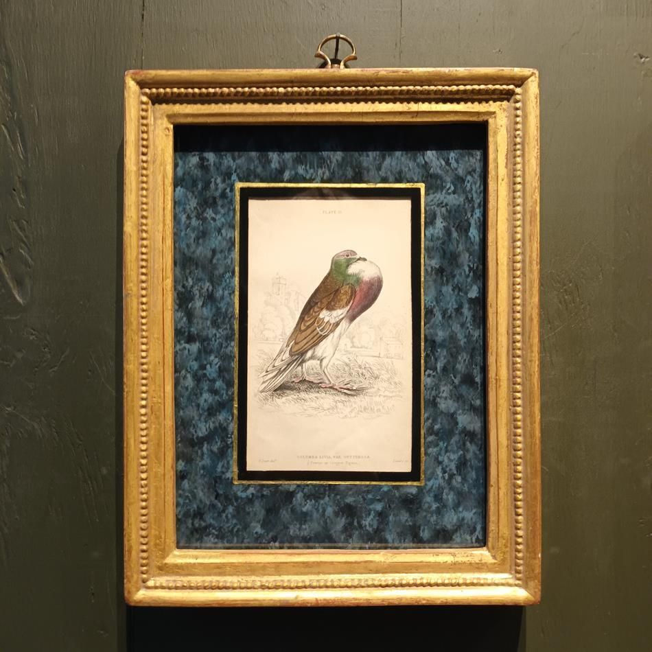 A Set Of 19th Century Framed Bird Engravings By Edward Lear photo vinterior