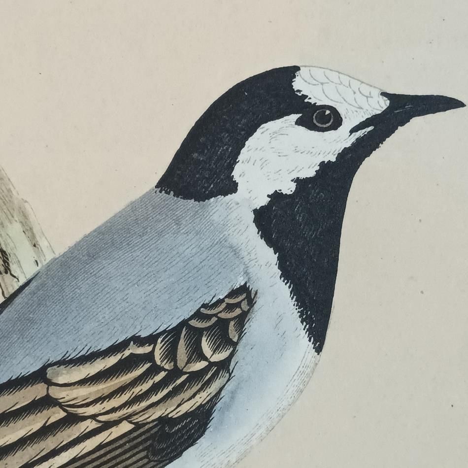 photo for sale A Pair Of 19th Century Framed Bird Prints