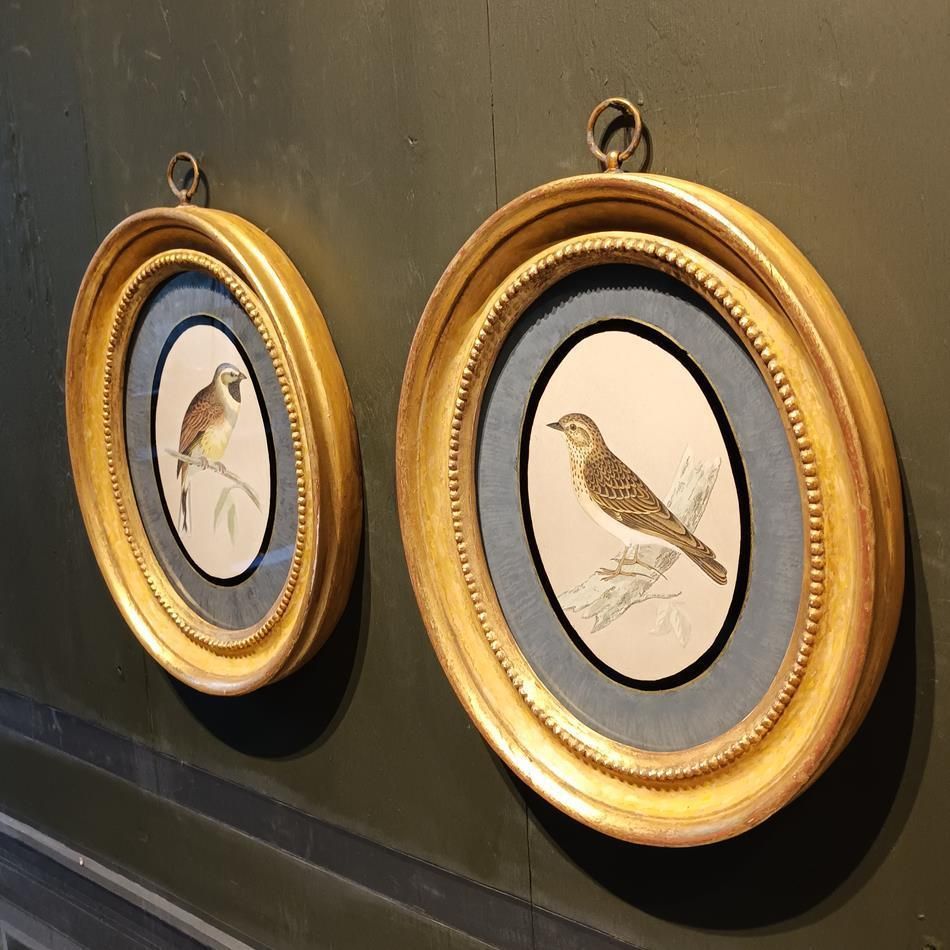 A Pair Of 19th Century Framed Bird Prints photo buy