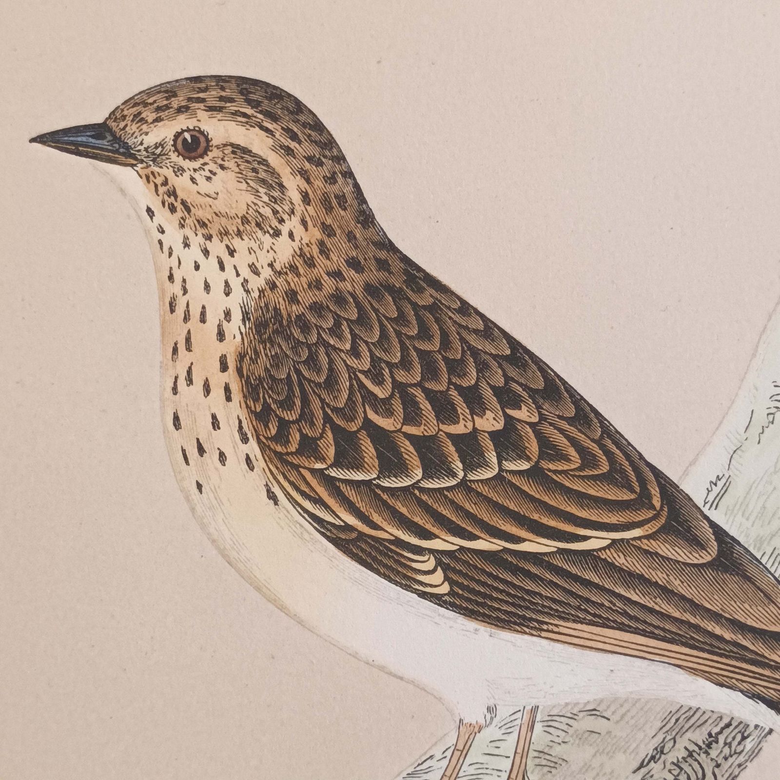 photo furniture A Pair Of 19th Century Framed Bird Prints