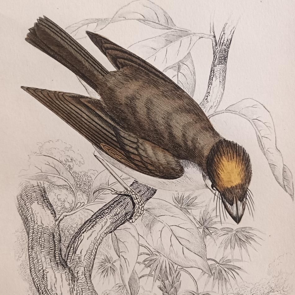 A Set Of 19th Century Framed Bird Engravings By William Swainson photo for sale