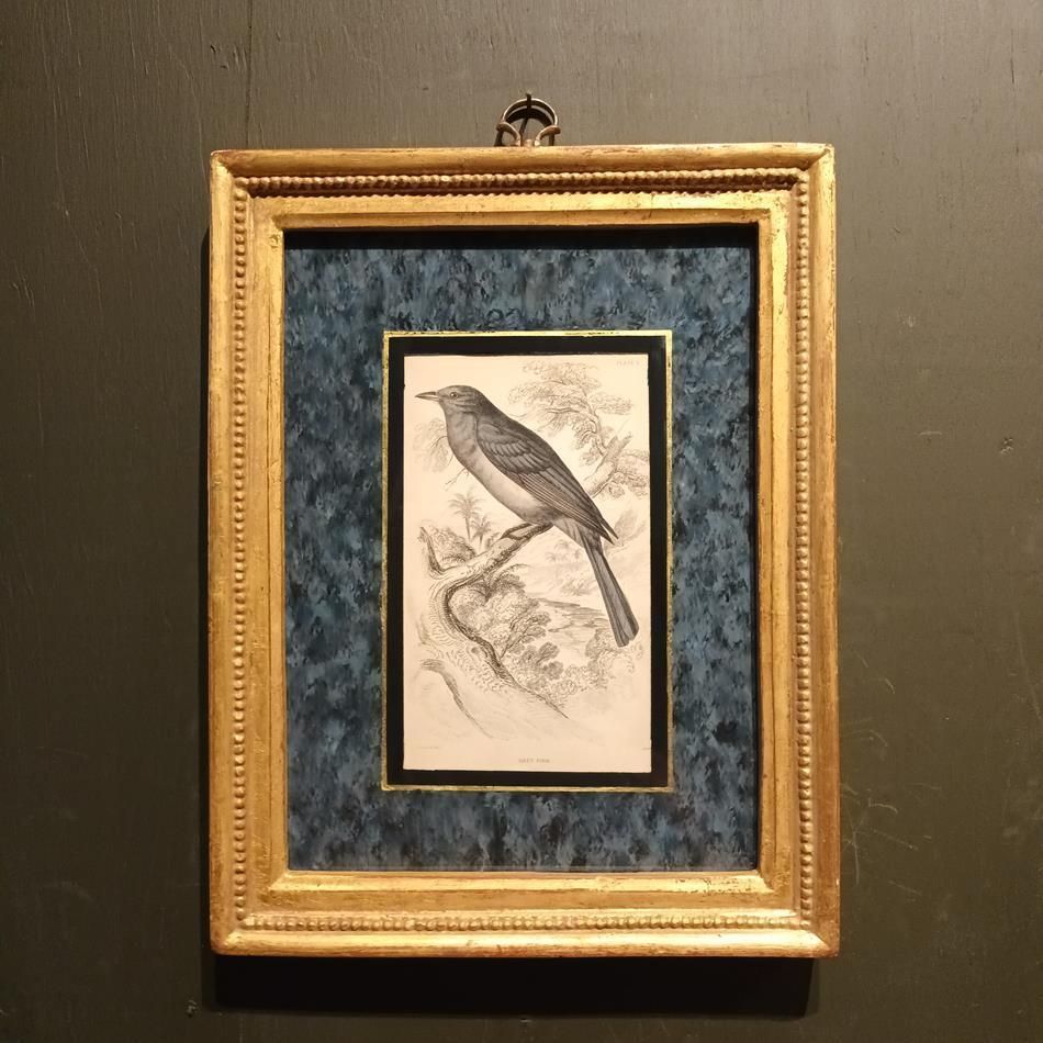 A Set Of 19th Century Framed Bird Engravings By William Swainson photo Art
