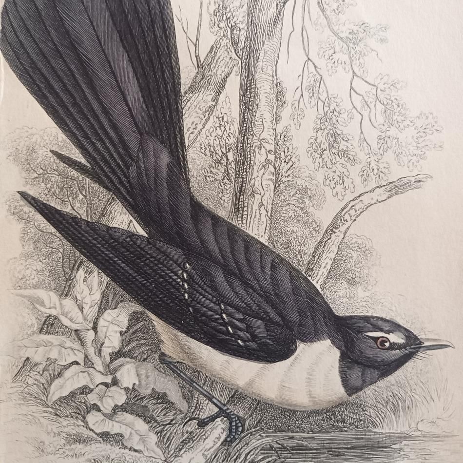 A Set Of 19th Century Framed Bird Engravings By William Swainson photo buy