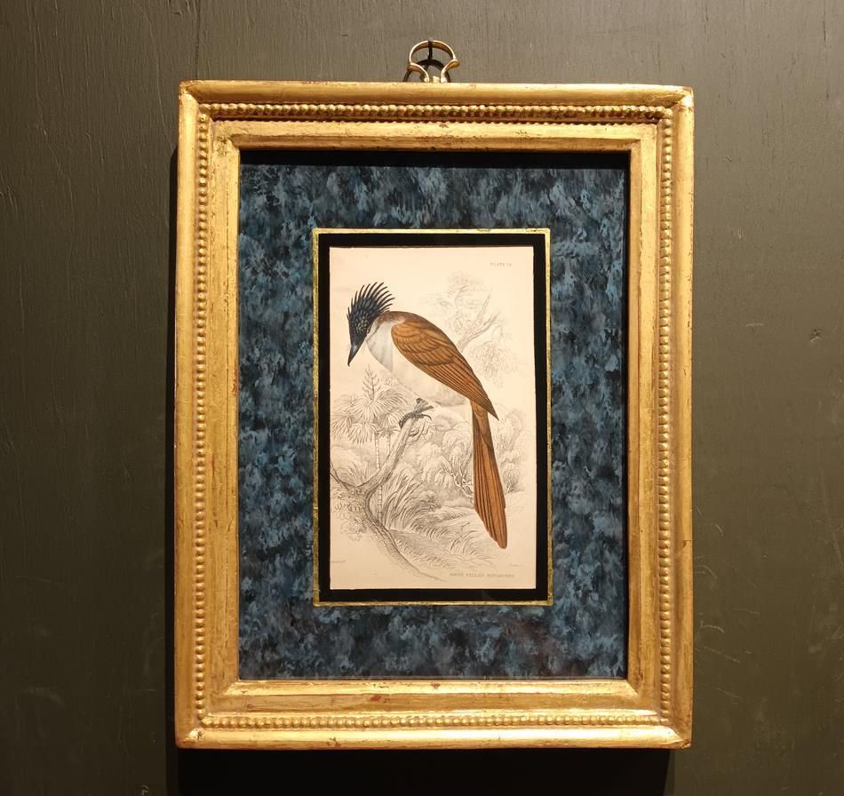 A Set Of 19th Century Framed Bird Engravings By William Swainson photo vintage